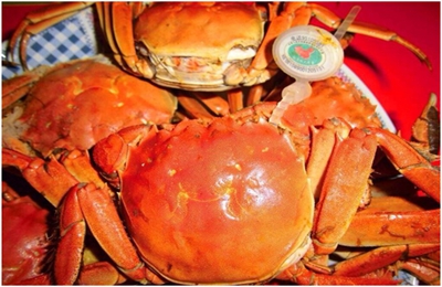 由山寨大闸蟹谈起，佛教队伍中存在着“寄居蟹