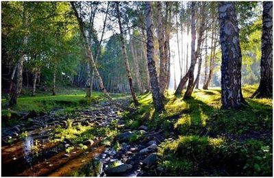 秋风吹过那片白桦林，我忆起生活的苦